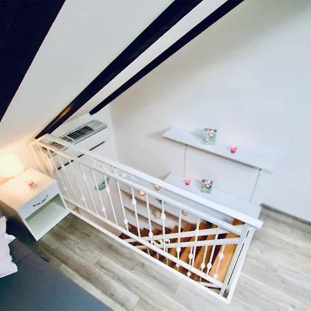 Dalmatian White Shell